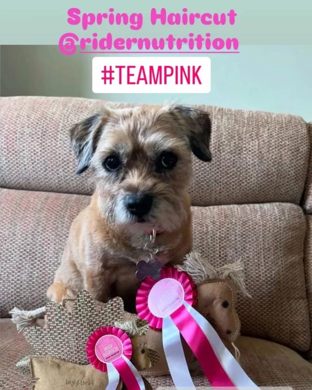 Calling Teampink members! 🩷✨️

Le challenge 'Printemps/ été' a deja commencé pour gagner des cadeaux @ridernutrition (voir votre mailing envoyé début avril par email). 📧
 
N'oubliez pas de poster vos photos pour le challenge sur nos story: Thèmes - Printemps - Pâques - Fête des mères et pères... 🌸🌱🏇🐾 

Cadeaux à gagner...résultats début juillet. 🎁🩷

#Teampink 
#ridernutrition
#feelgoodridemore 
#nutritionsportive